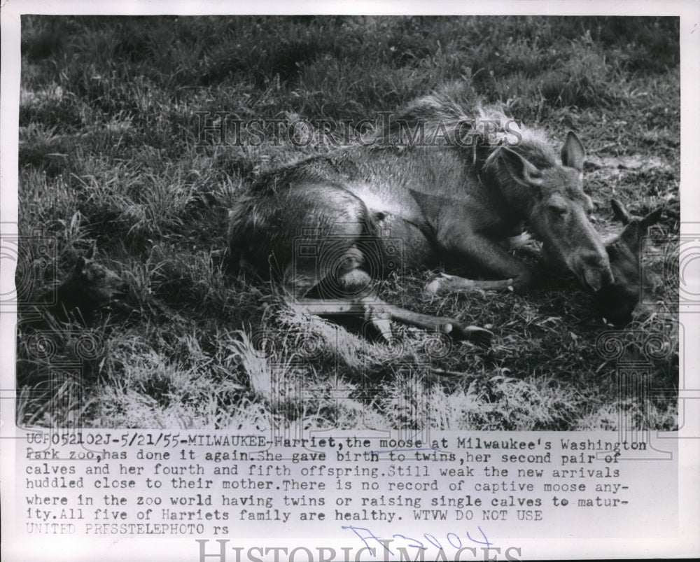 1955 Press Photo Moose &amp; newborn calf at Milwaukee Washington Park zoo in Wis. - Historic Images