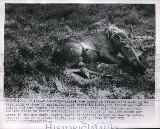 1955 Press Photo Moose & newborn calf at Milwaukee Washington Park zoo in Wis. - Historic Images