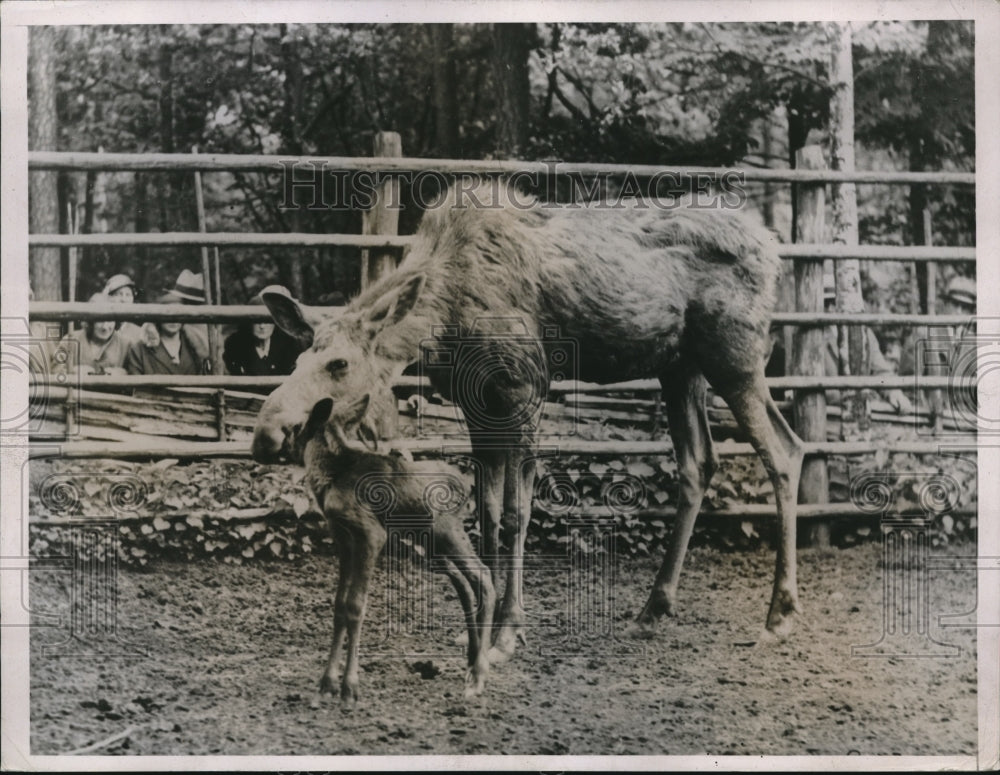 1932 Press Photo Moose &amp; her calf at Skansen in Stockholm, Sweden-Historic Images