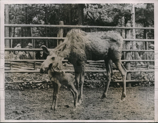 1932 Press Photo Moose & her calf at Skansen in Stockholm, Sweden-Historic Images