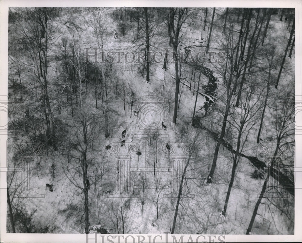 1952 Press Photo Aerial view of herd of deer in a snow woods - neb64779 - Historic Images