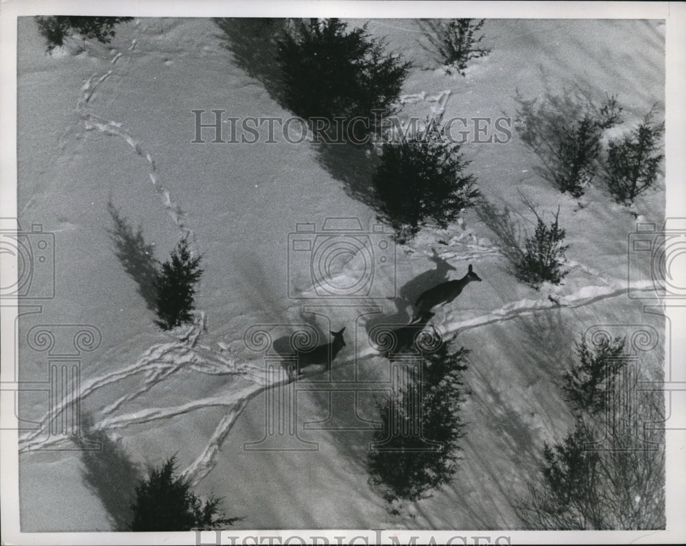 1958 Press Photo Burtonsville, NY aerial of deer in snowy woods - Historic Images