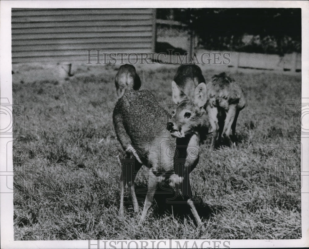 1952 Saber toothed of swamp deer grazing on some grass - Historic Images