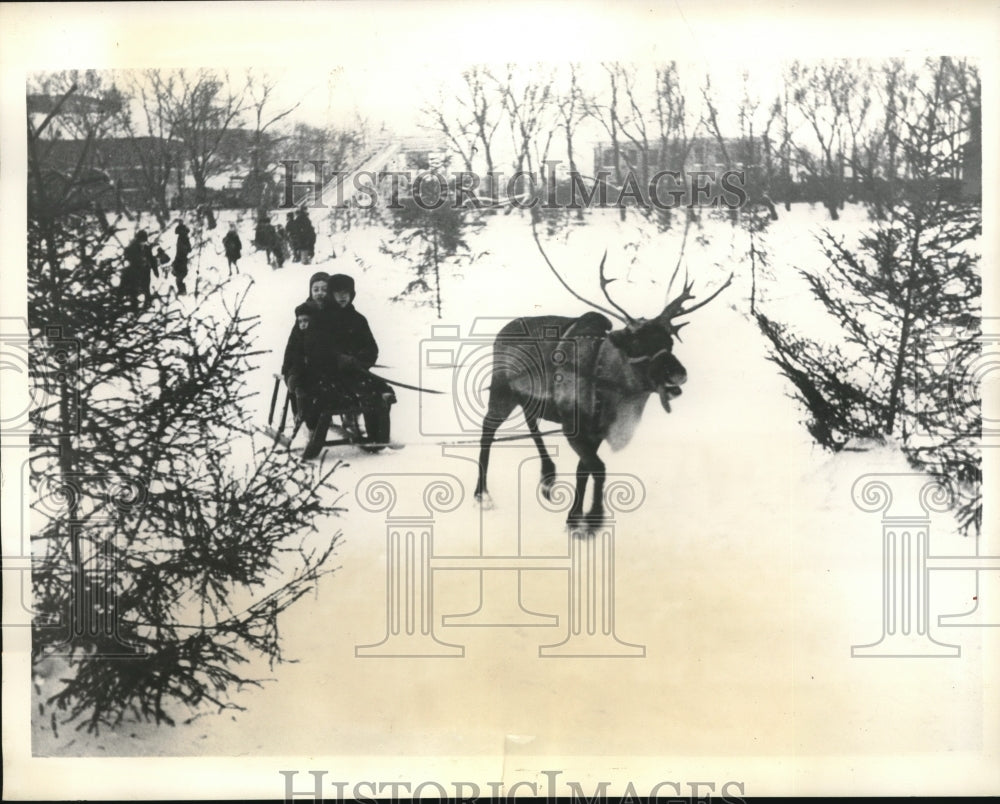 1935 Press Photo Moscow zoo reindeer pull a sled in Russia-Historic Images
