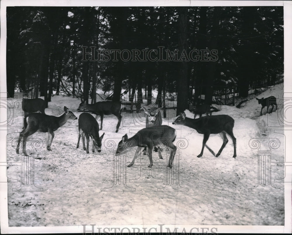 1956 Press Photo Yakima, Wash. herd of deer in a forest - neb64886-Historic Images