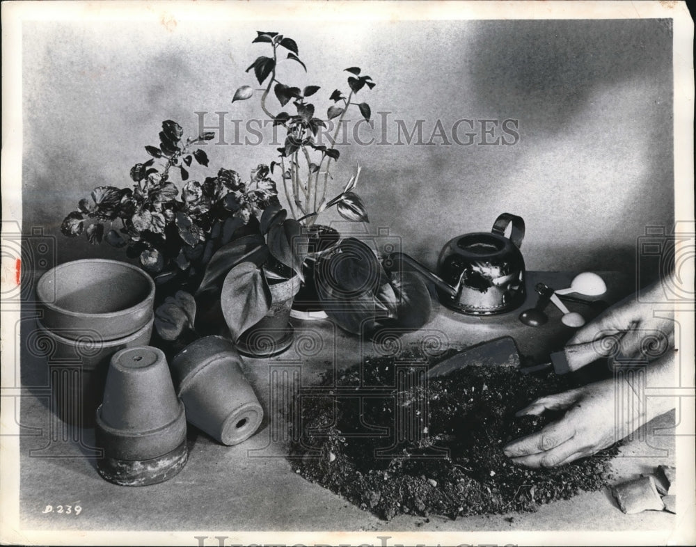 1963 Press Photo A demonstration of how to pot small plants-Historic Images