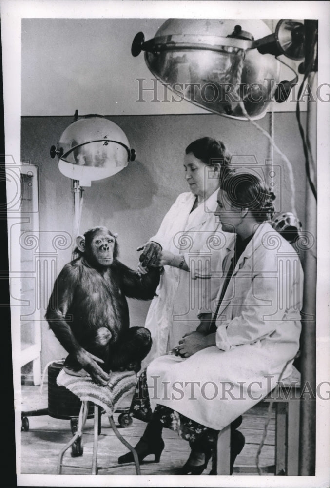 1952 Krasavitsa, Moscow Zoo Chimpanzee Take Irradiation Treatment-Historic Images