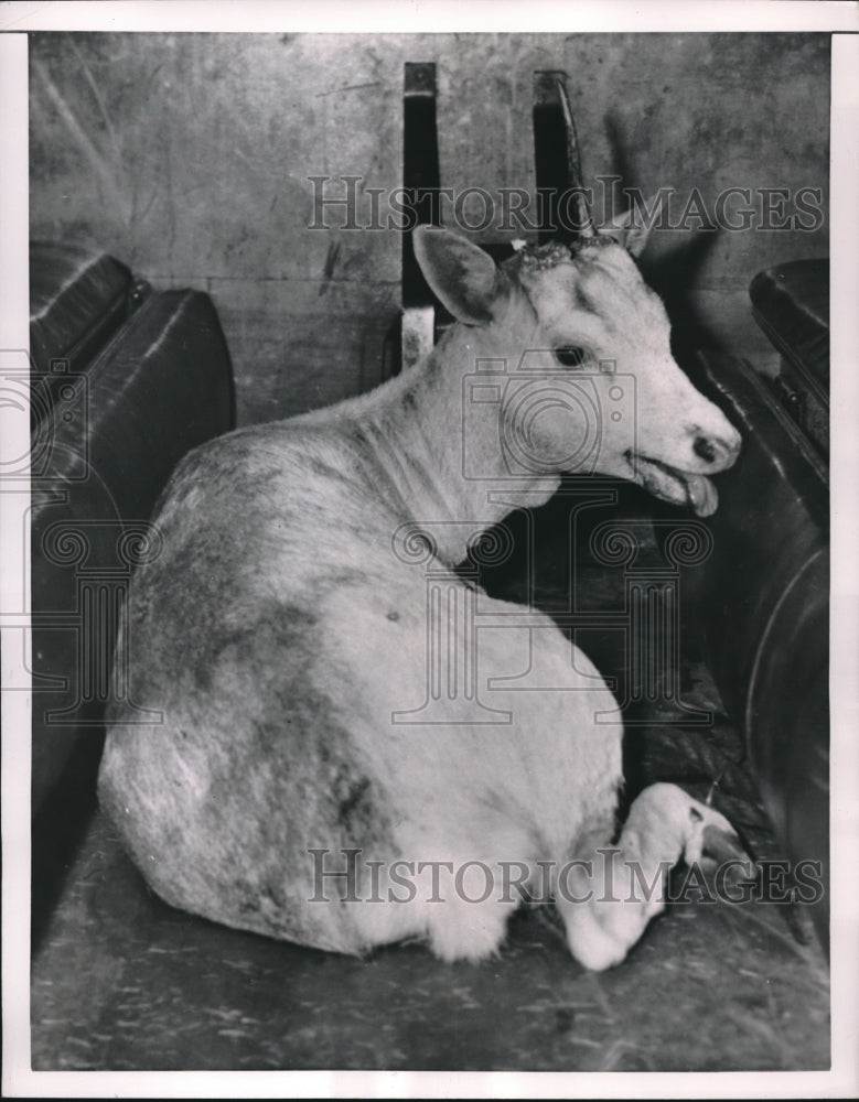 1952 Press Photo Albino Buck in Detroit Police Wagon Caught in Residential Area - Historic Images