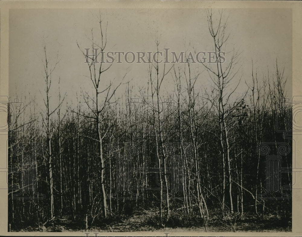 1936 Press Photo Caterpillar Player - Historic Images