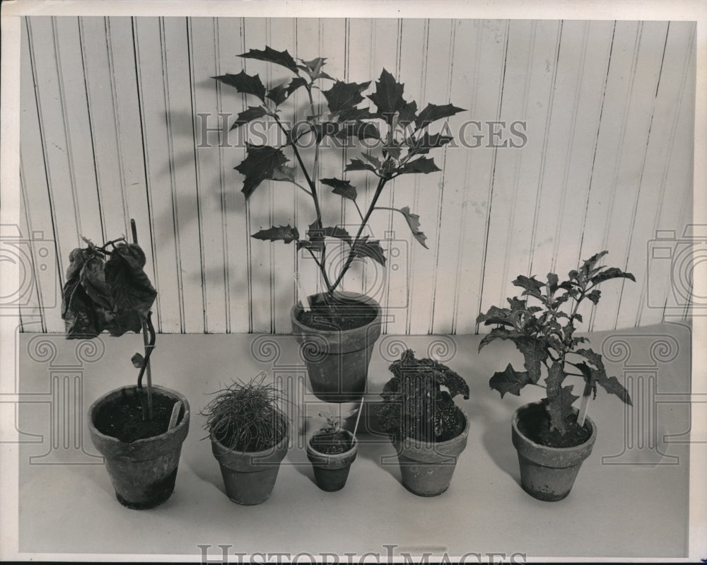 1941 Press Photo Plant mutations of the Jimson weed-Historic Images