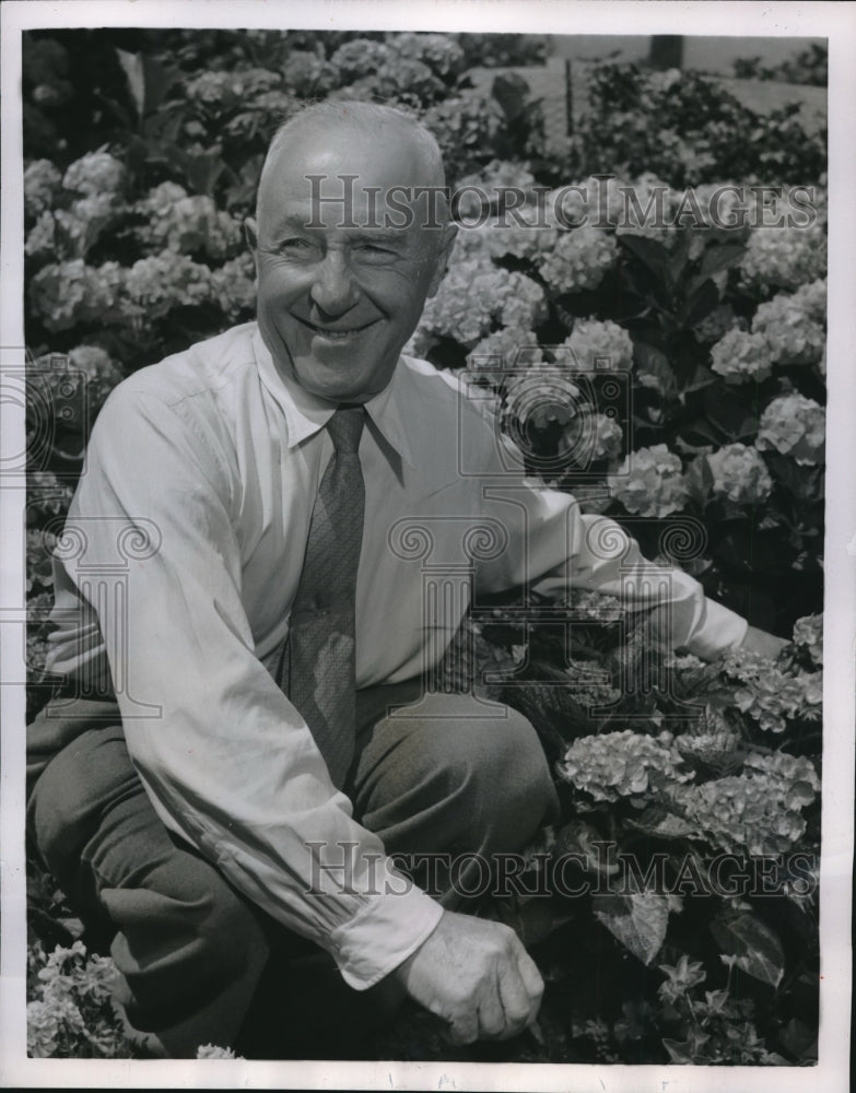 1954 Peter Bercht Hydrangea Plants  - Historic Images