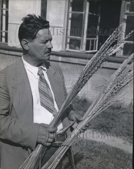 1948 Professor Tsitsin holds sheaves of wild couch grass & wild lyme - Historic Images