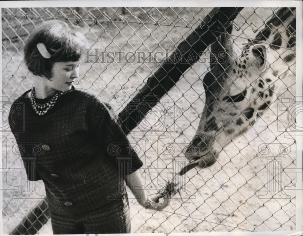 1961 Press Photo Liliane Eberle feeding the giraffe named Grace at the Dudley-Historic Images