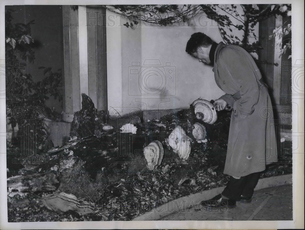 1957 Press Photo Paris Botanical Gardens mushroom specimens on dead tree - Historic Images