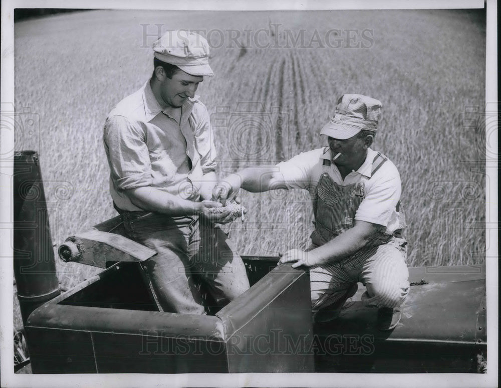 1954 Press Photo Jimmy Cole &amp; father Chester examine barley atop their combine - Historic Images