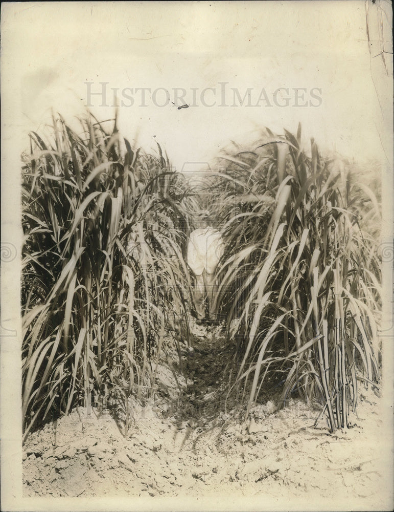 1929 Press Photo Farmer stands among sugar cane stalks - neb67490 - Historic Images