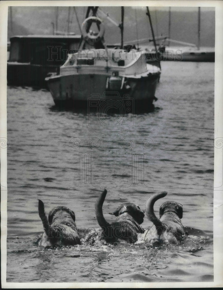 1970 Press Photo Three Golden Labradors plunge into Double Bay Harbor in Sydney - Historic Images
