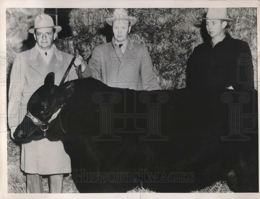 1949 Press Photo Prince Sunbeam 328th prize Angus bull of S.C. Fullerton Sunbeam - Historic Images