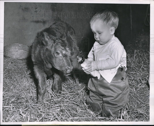 1952 Shorthorn calf & baby Gary Stelter at Chicago Livestock show - Historic Images