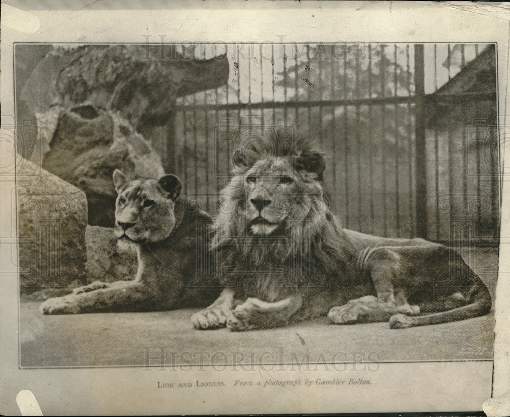 1921 Press Photo A male & female lion pair at a zoo - Historic Images