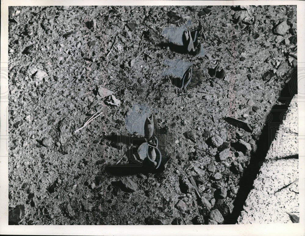 1965 Press Photo Tulips almost blooming in garden of photographer-Historic Images