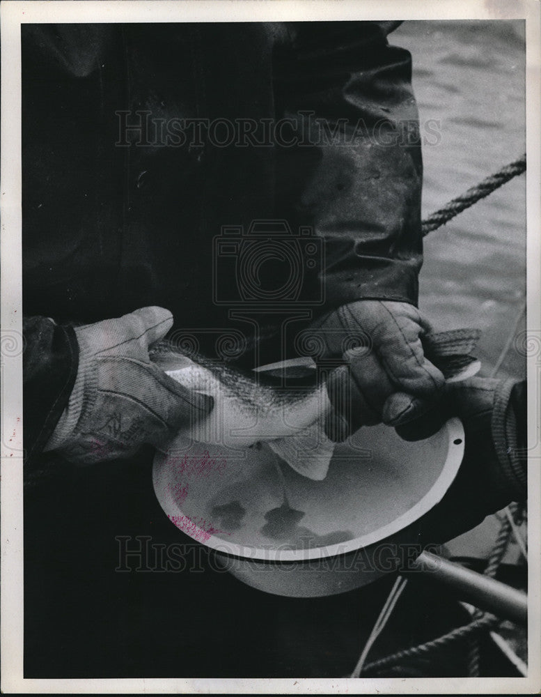 1975 Press Photo Taking eggs from female walleye during spawning- Historic Images