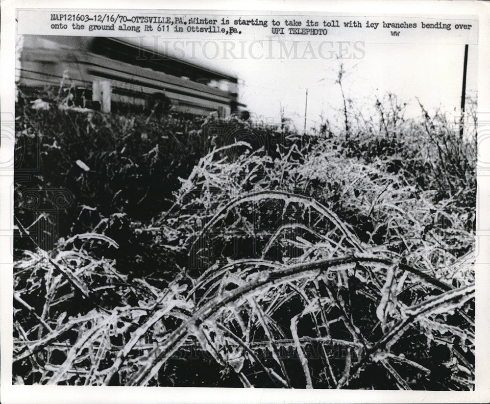 1970 Press Photo Ice bends branches to the ground along Route 611 in Ottsville - Historic Images