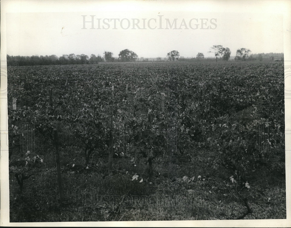 1935 Fields  - Historic Images