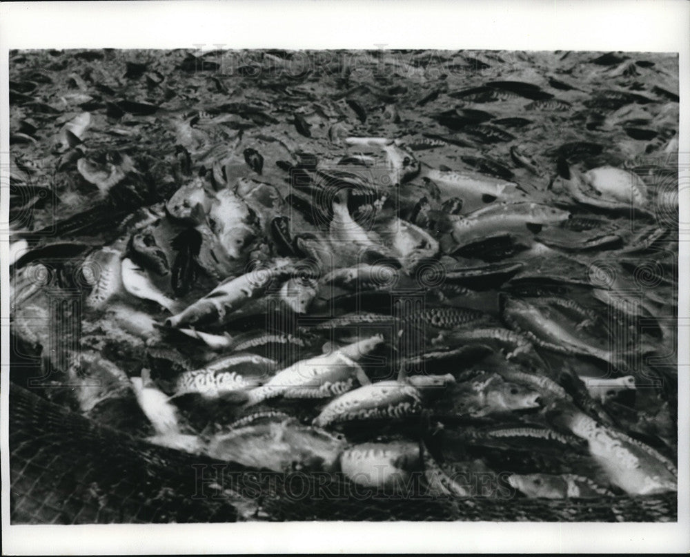 1974 Press Photo Big Catch of the Big State Fishery at Ceske Budejovice - Historic Images