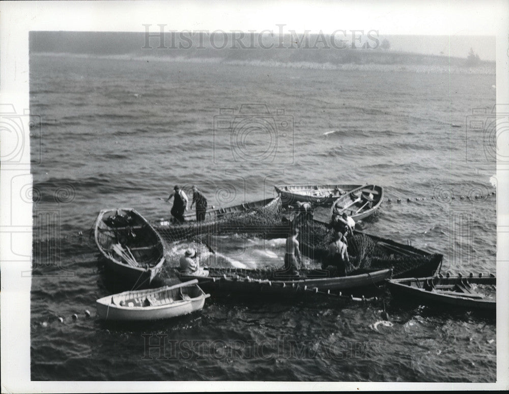 1947 Press Photo String of boats narrows the nets on six thrashing Tuna-Historic Images