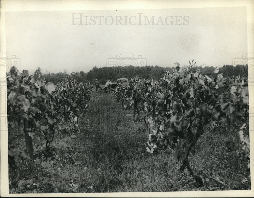 1933 two men surveying a vineyard  - Historic Images