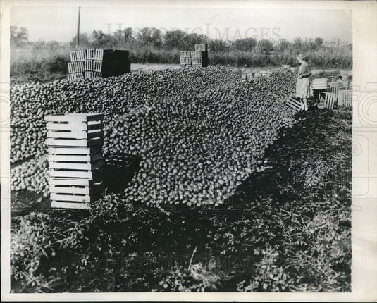 1946 Press Photo 10,000 Bushels of Potatoes in Geneva NY Will Rot - Historic Images