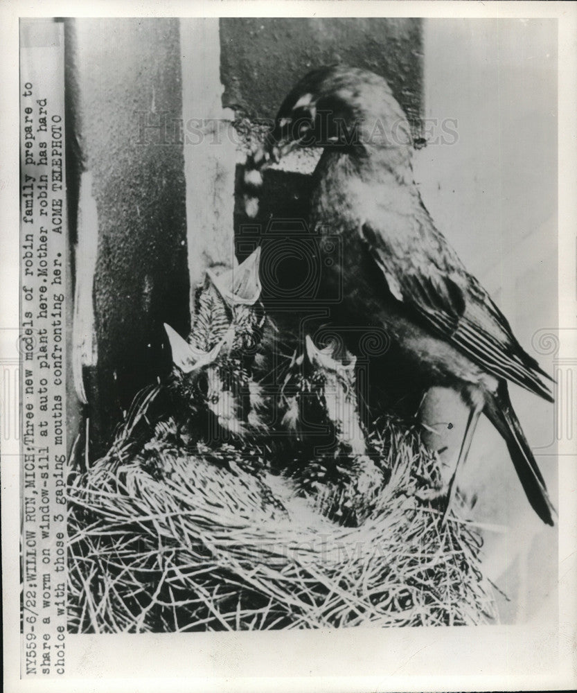 1946 Press Photo Robin Feeding Three Babies on Window Sill at Auto Plant-Historic Images