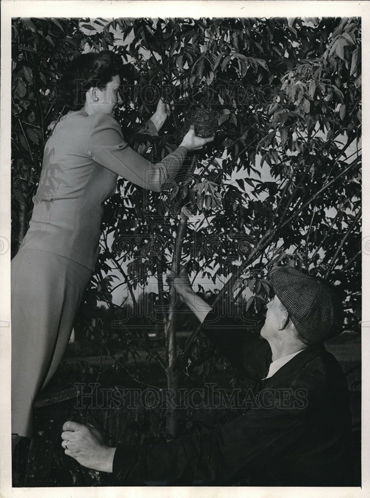 1945 Press Photo Lillian Howell of Friends of Birds Inc. Moves Nest From Train - Historic Images