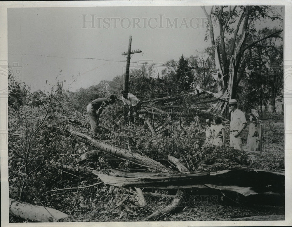 1934 Press Photo Trees Uprooted in Jacksonville, Illinois from Tornado - Historic Images