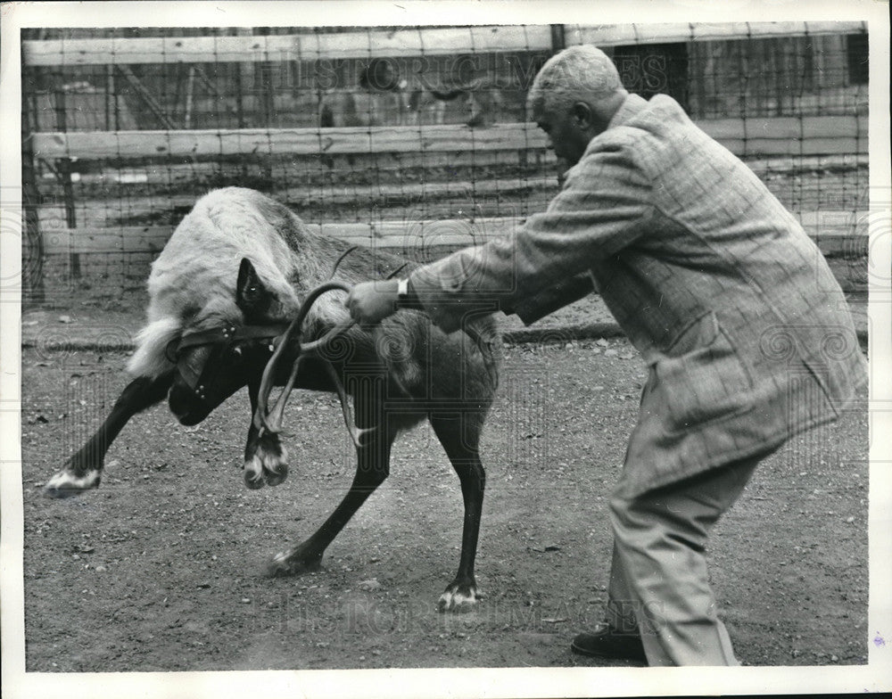 1958 Press Photo Reindeer displays violent temper zoo in Washington DC - Historic Images