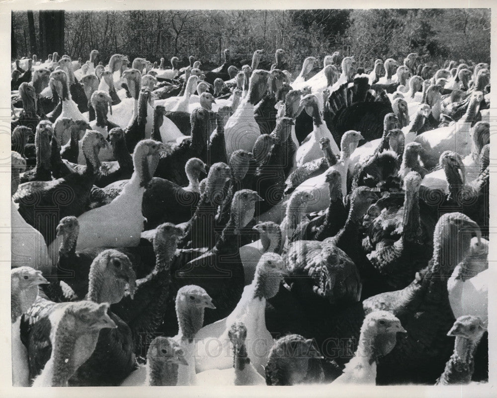 1958 Press Photo Danbury, N.H. flock of turkeys for Thanksgiving - Historic Images