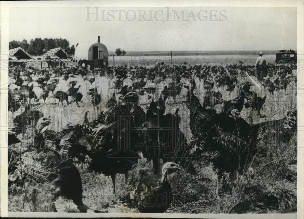 1939 Green River,Wyo TS Taliaferro Jr &amp; his flock of turkeys - Historic Images