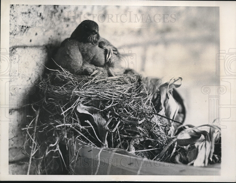 1946 Press Photo Evanston, Ill Robins in a nest on porch of a home - Historic Images