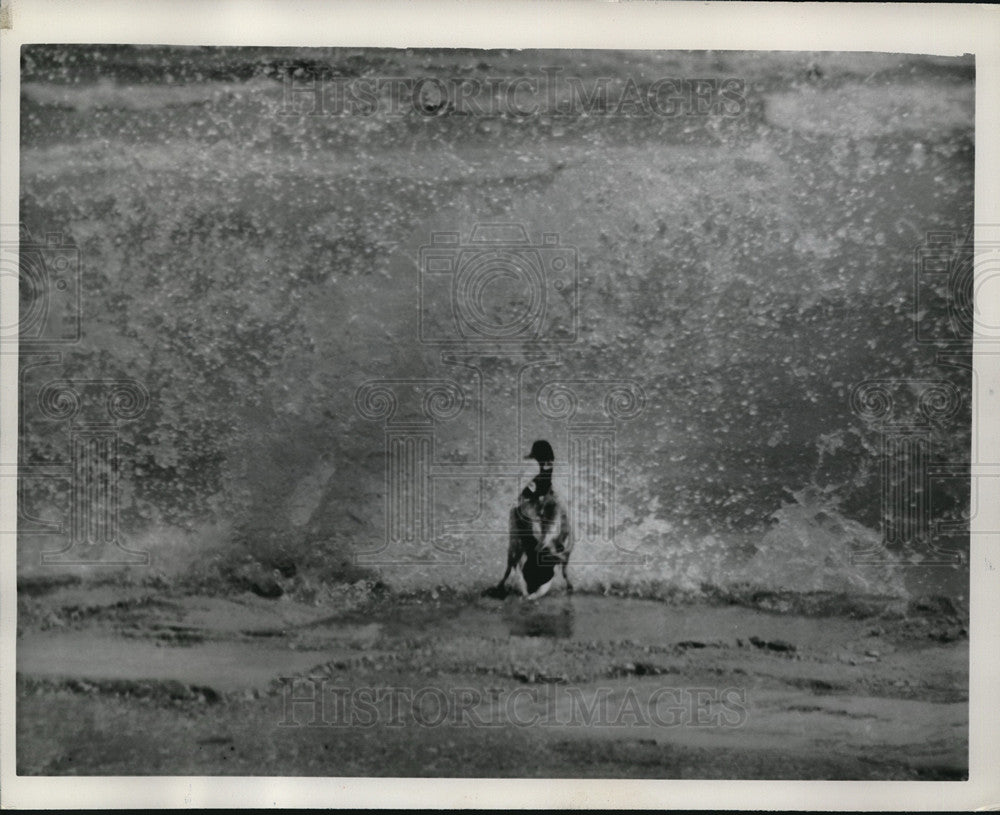 1961 Press Photo Mallard Duck Walks On Chicago Lakefront In High Winds - Historic Images