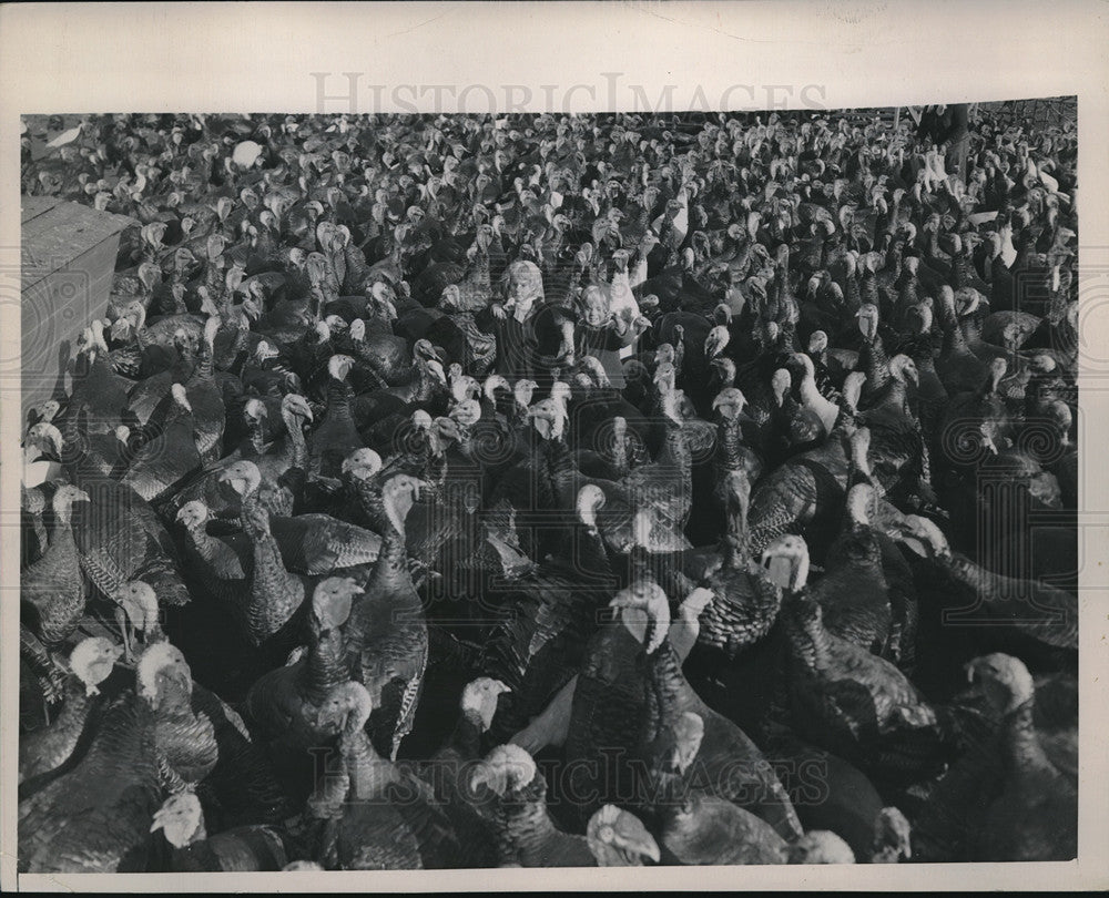 1948 Press Photo Flock of Turkeys at a Turkey Farm - neb71405 - Historic Images