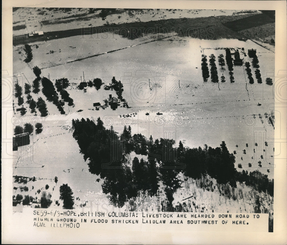 1948 Press Photo livestock herded to higher ground in flood stricken Laidlaw - Historic Images