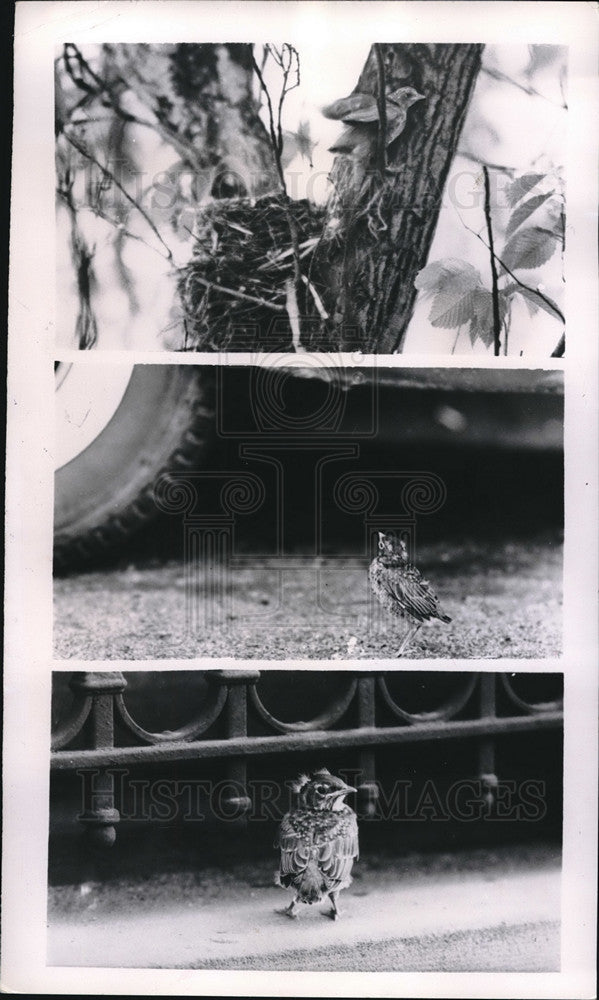 1953 Press Photo Baby  Robin Wanting to Fly Away in Chicago - Historic Images