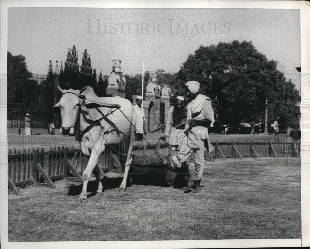 1953 Press Photo Government Cut Lawn mower Sheep Graze lawns New Delhi - Historic Images