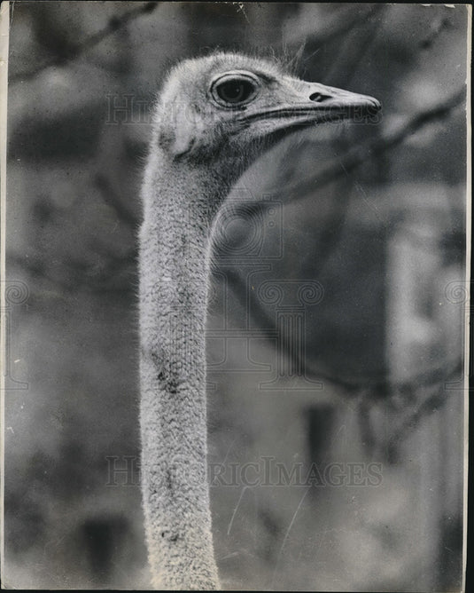 1955 Press Photo Ostrich Takes Advantage Of His Height To Look Over Situation-Historic Images