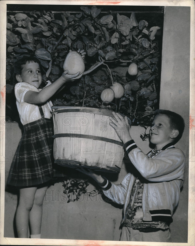 Press Photo Children Jeannie &amp; Jim Allen Picking 16 1/2&quot; Cir Lemon In Basement - Historic Images