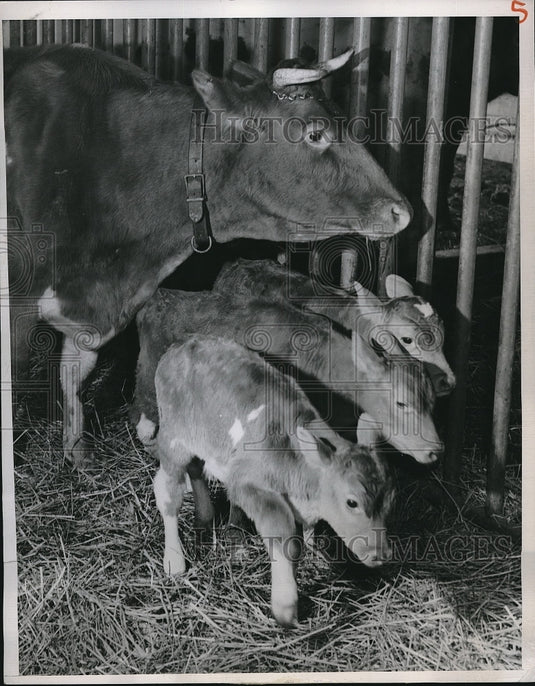 1951 Press Photo Palatine, Ill. Guernsey cow & triplet calves at R Bartlett farm - Historic Images