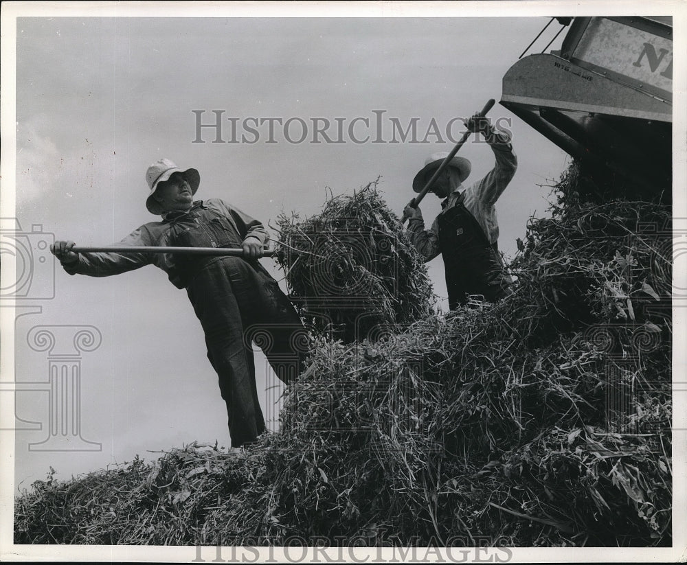 Press Photo Farmers harvesting a record crop of peas before the war. - Historic Images