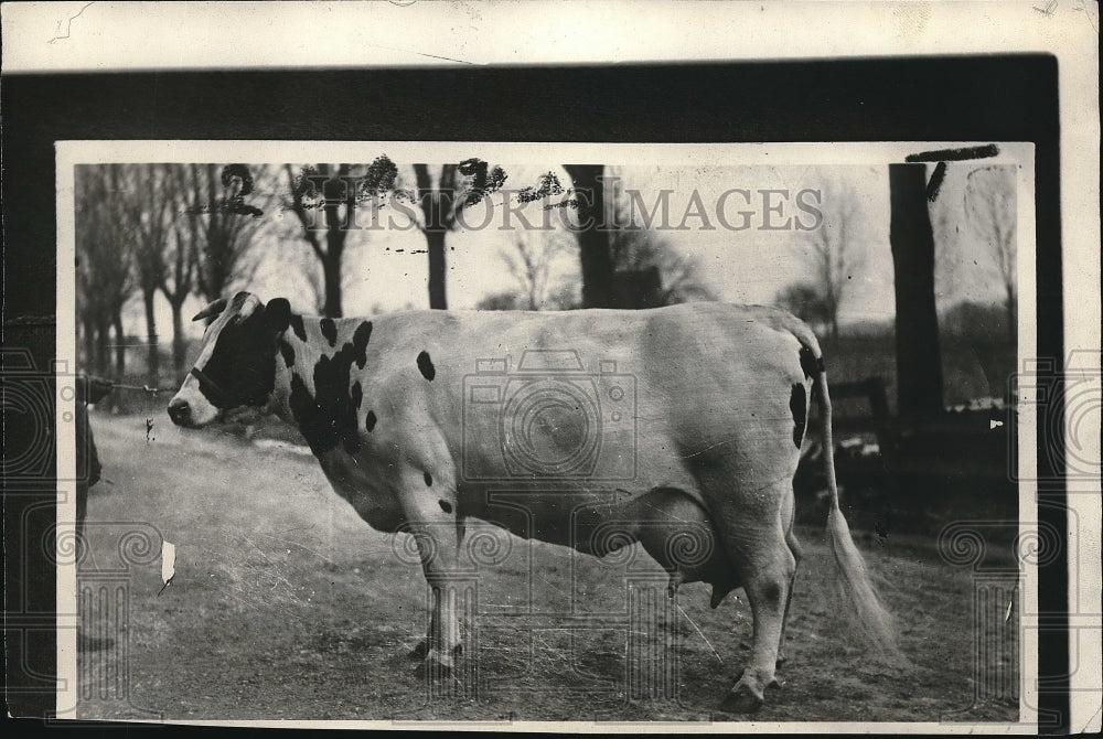 1925 Press Photo Lyons Sarcastie Roindyke's New World' Champion Cattle - Historic Images