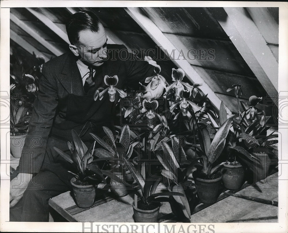 1949 Press Photo London, John Dixon with English grown orchids - neb73918-Historic Images